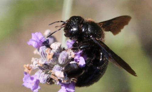 Xylocopa sp.